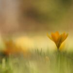 春の花