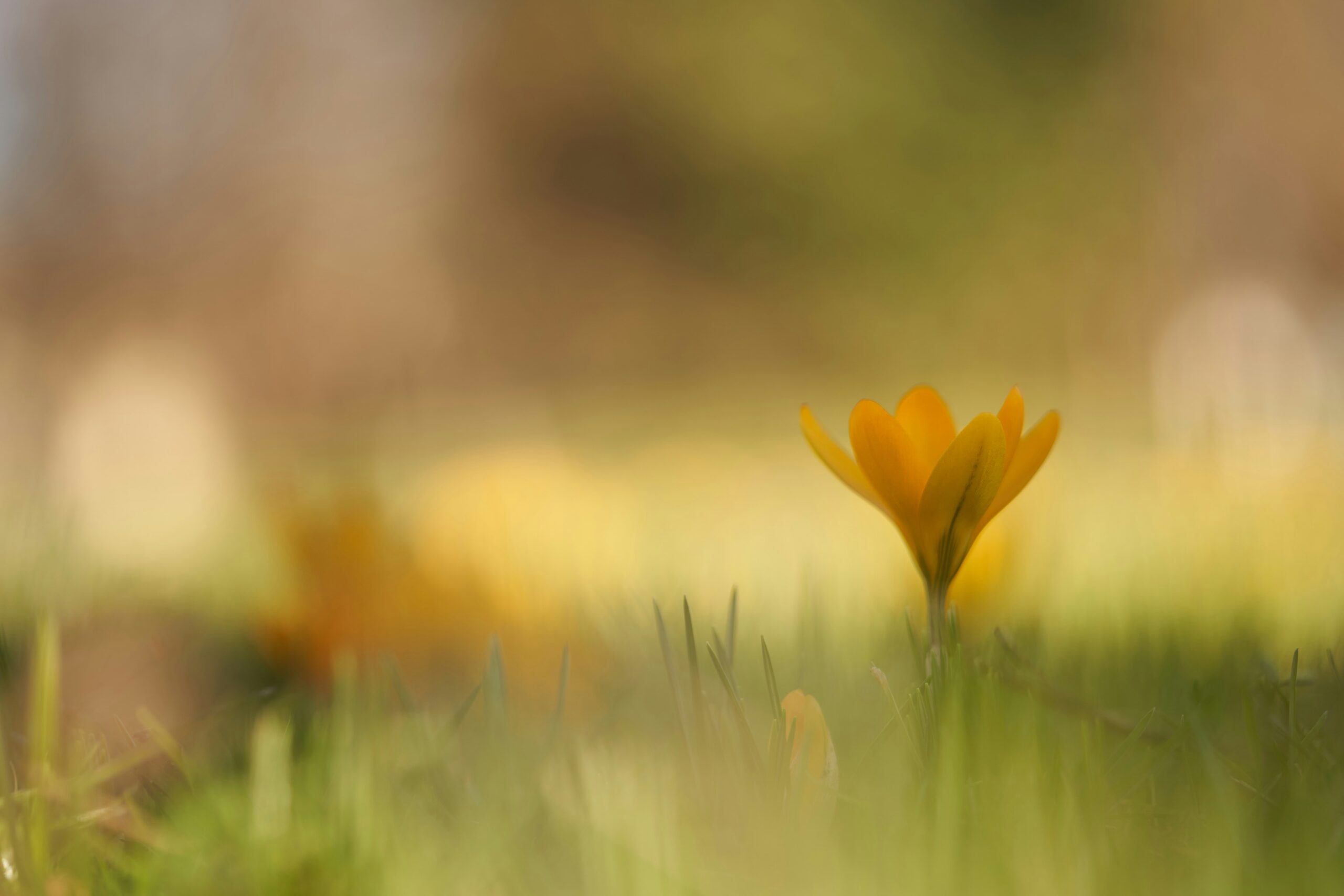 春の花