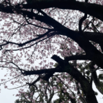3月の桜