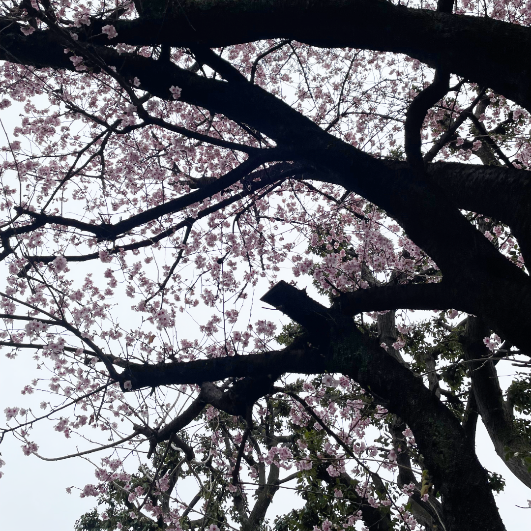 3月の桜