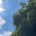 空を見上げて休息