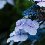 梅雨の紫陽花