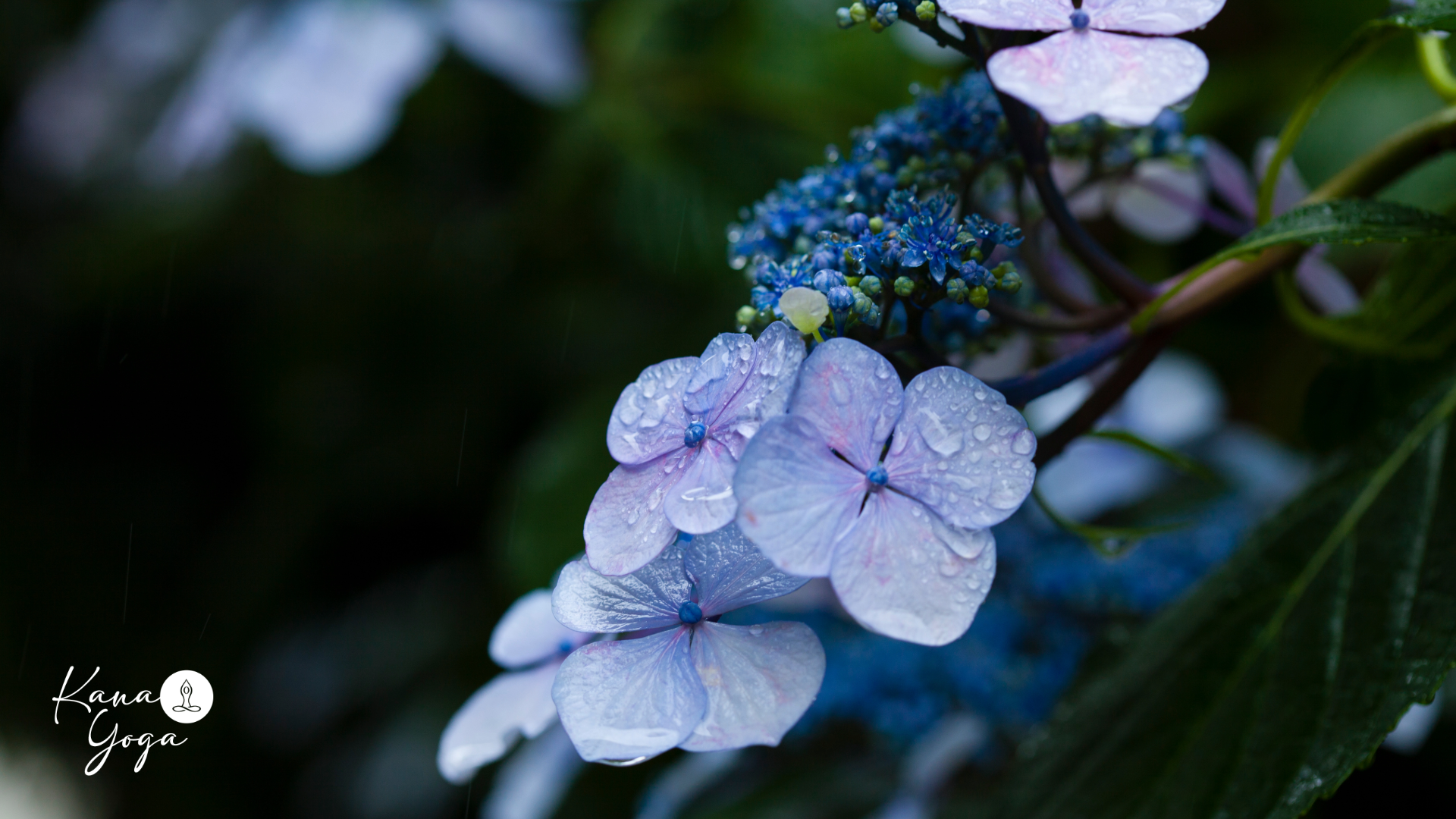 梅雨の紫陽花