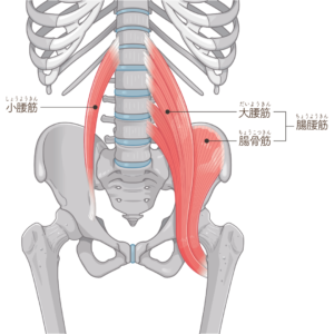 腸腰筋