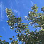 暑の空