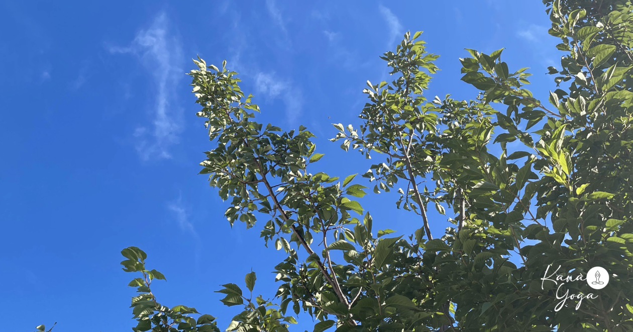 暑の空